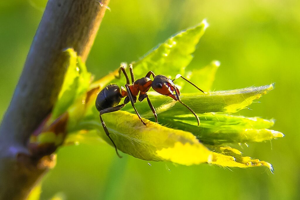 Ant Farms