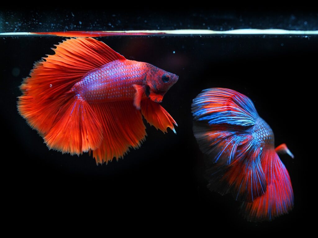 Betta Fish