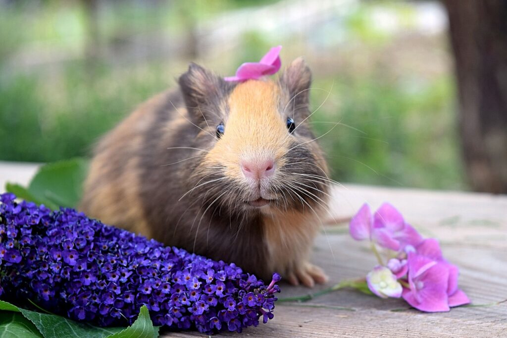 Guinea Pigs