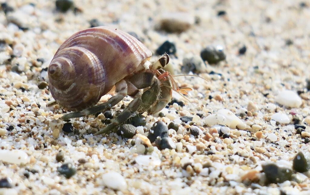 Hermit Crabs