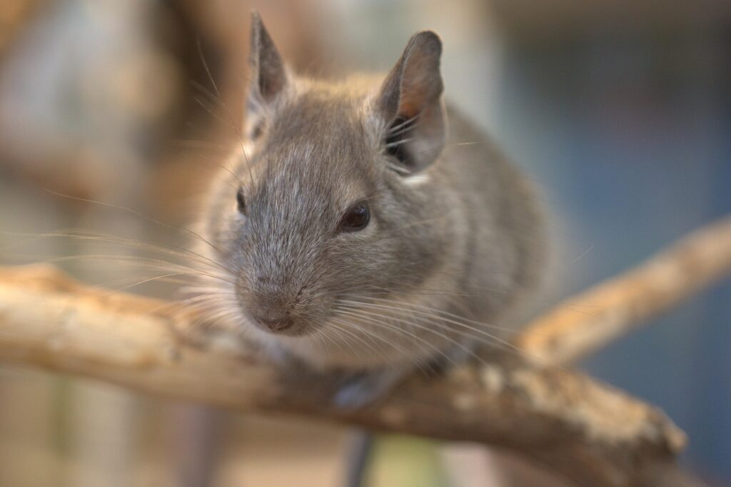 Chinchillas