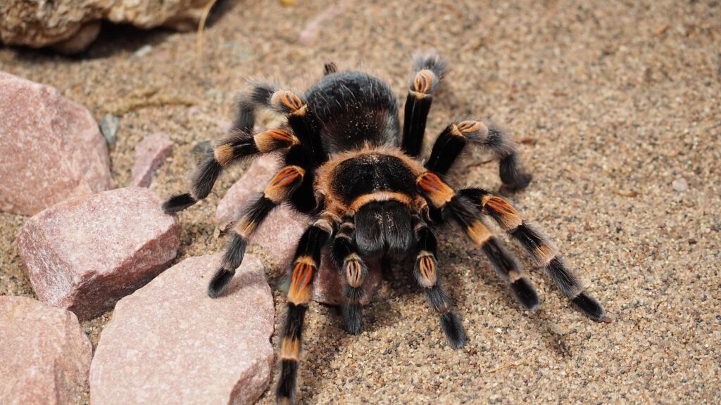 Tarantulas