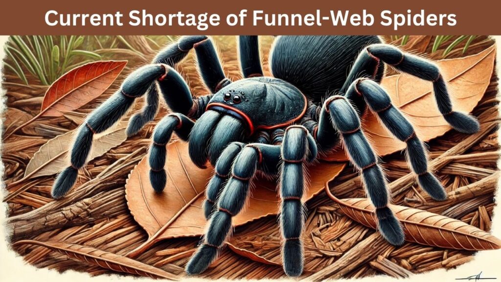 Current Shortage of Funnel-Web Spiders